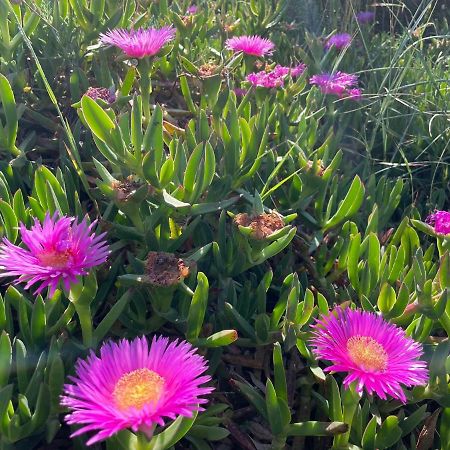 Appartamento In Villa Con Giardino Vicino Al Mare Bella Farnia Dış mekan fotoğraf